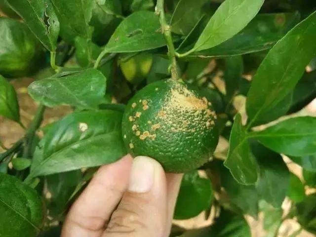 霞飛兒童幼嫩乳霜菌落超標(biāo)